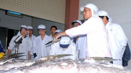Các chuyên gia lựa chọn cá ngừ đạt tiêu chuẩn xuất khẩu sang Nhật Bản.